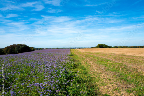 Phacelia Feld in Mülheim