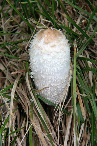 champignon blanc