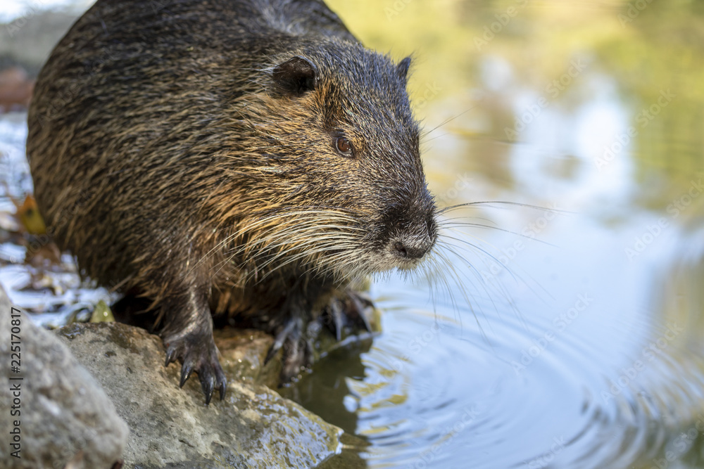 Nutria sieht mich misstrauisch an Nutria sieht mich misstrauisch an
