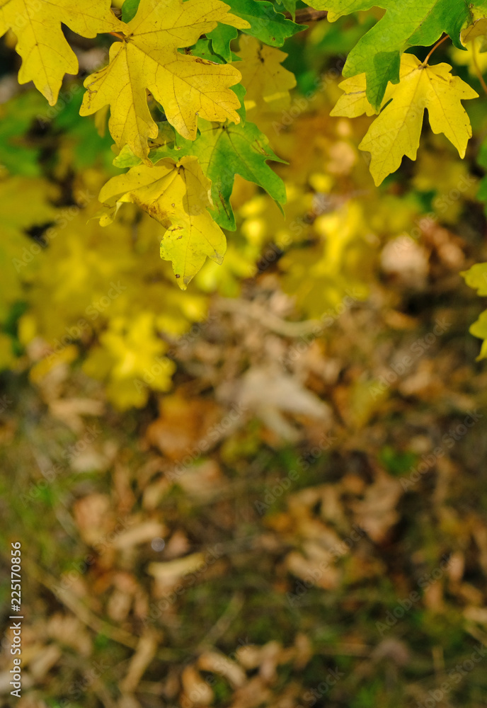 yellow leaves in autumn