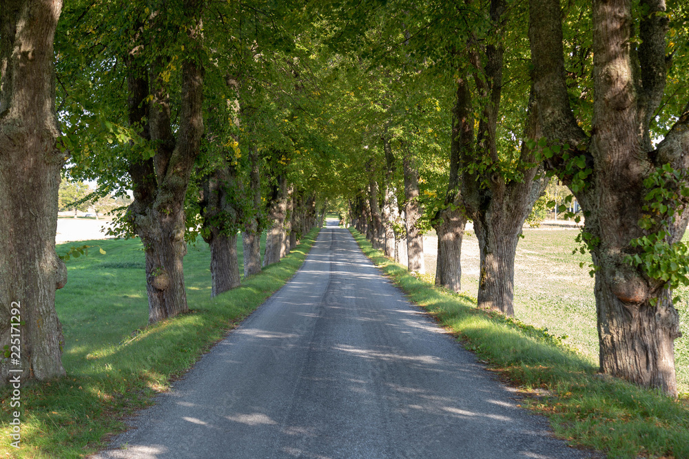 country road with tree lined.
