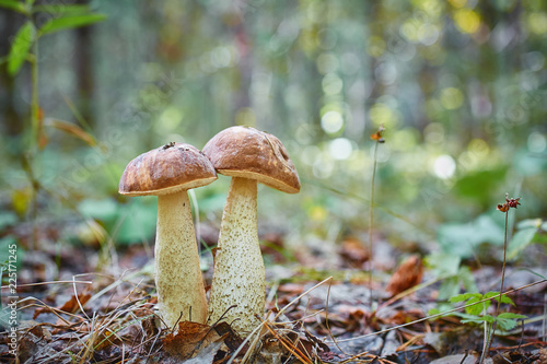 Autumn cute scene - twins mushrooms growing together