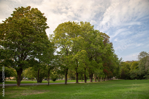 Green tree in city park.