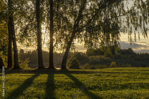 Fototapeta Naklejka Na Ścianę i Meble -  Golden sunset and clouds through birch trees