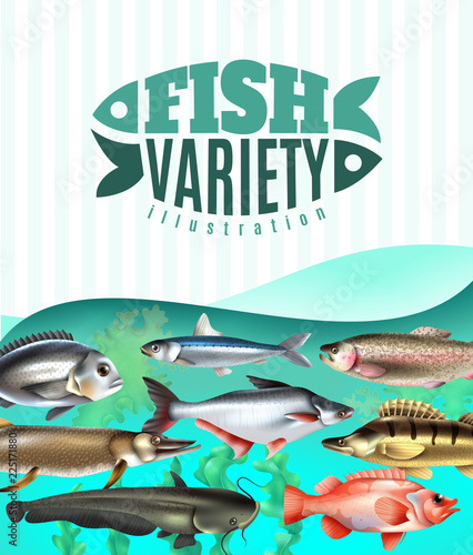 Fish Variety Illustration