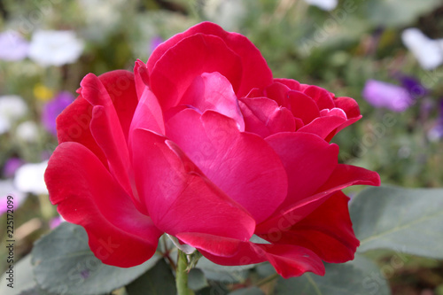 red big rose