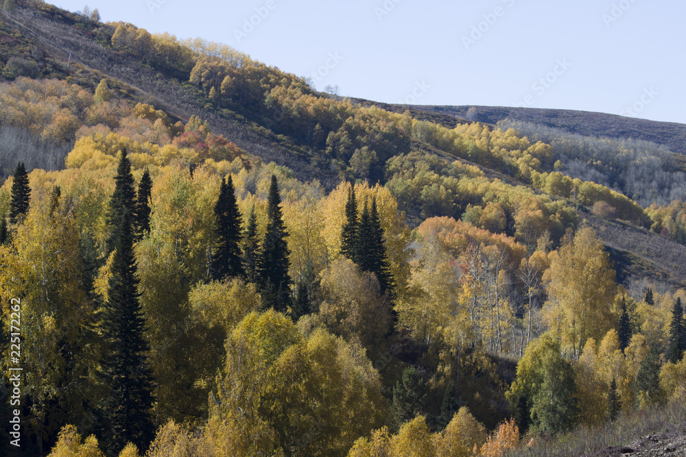 Autumn. Natural landscape. Bright colors of the autumn forest on the rocky slopes of the mountains. The Altai Mountains. Eastern Kazakhstan.