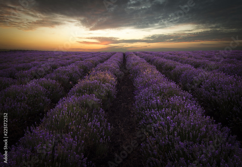 Lavender Field at Sunrise