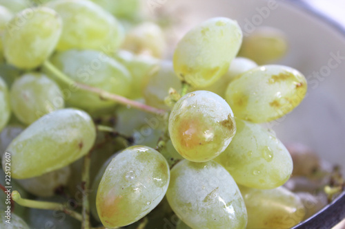 grape variety merlo