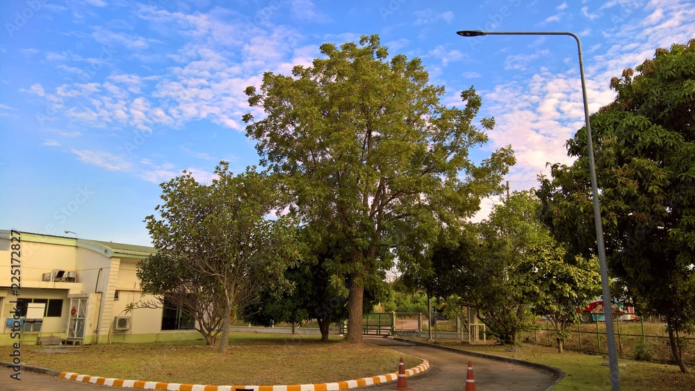 Naklejka premium A way out under a great tree