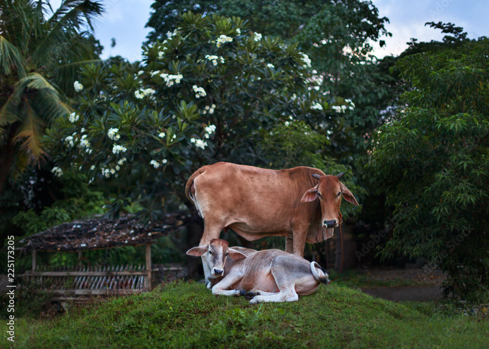 cow and her calf browsing in grass in a rural tranquil scene cow and her calf browsing in grass in a rural tranquil scene