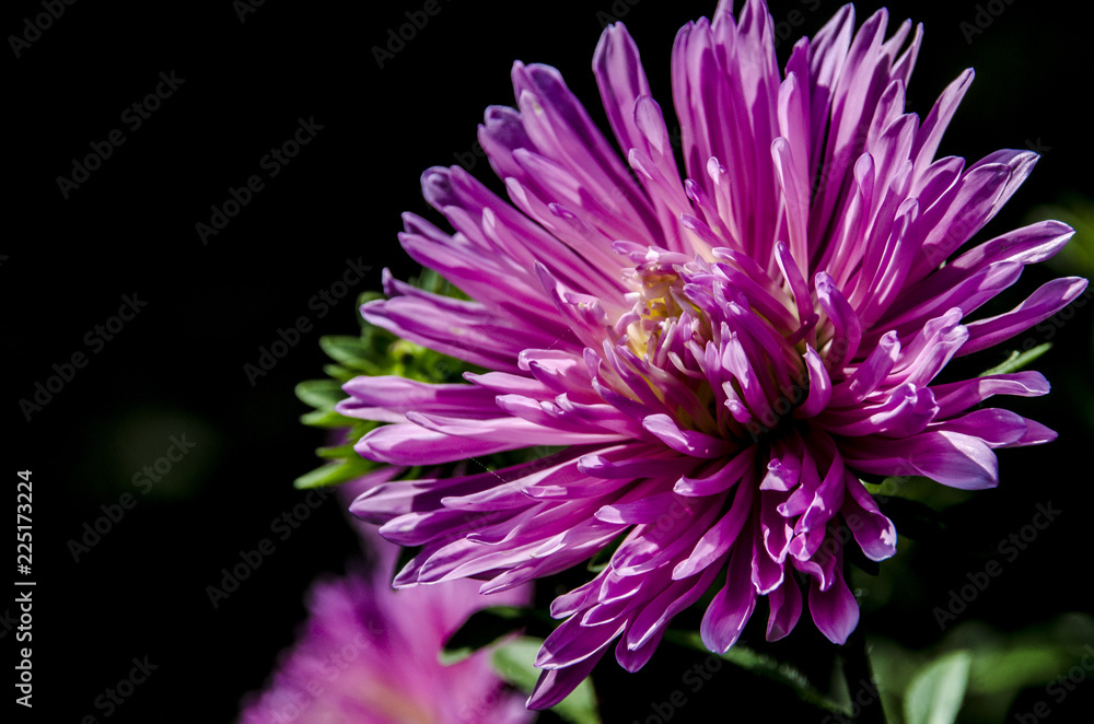 Close-up view of purple flower Close-up view of purple flower