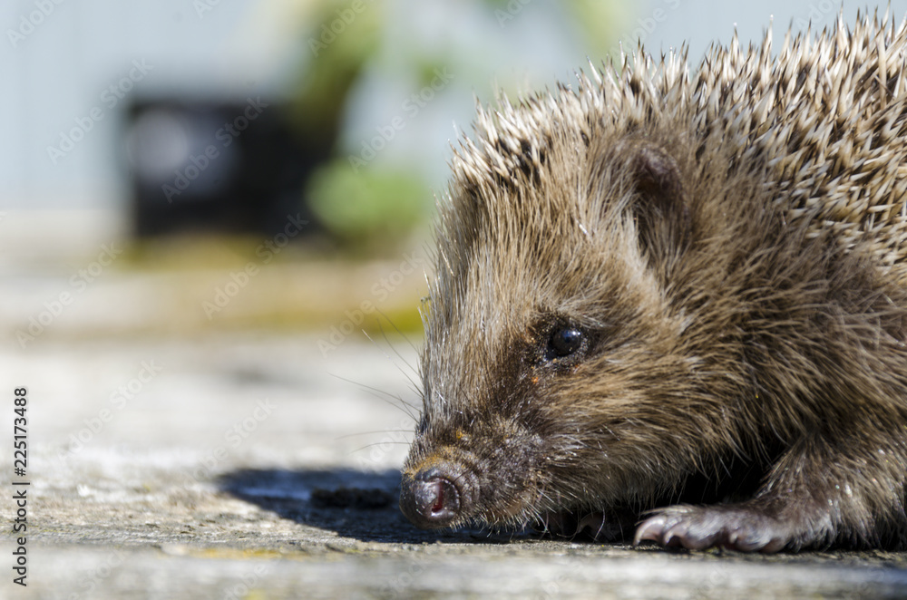 Sniffing hedgehog Sniffing hedgehog