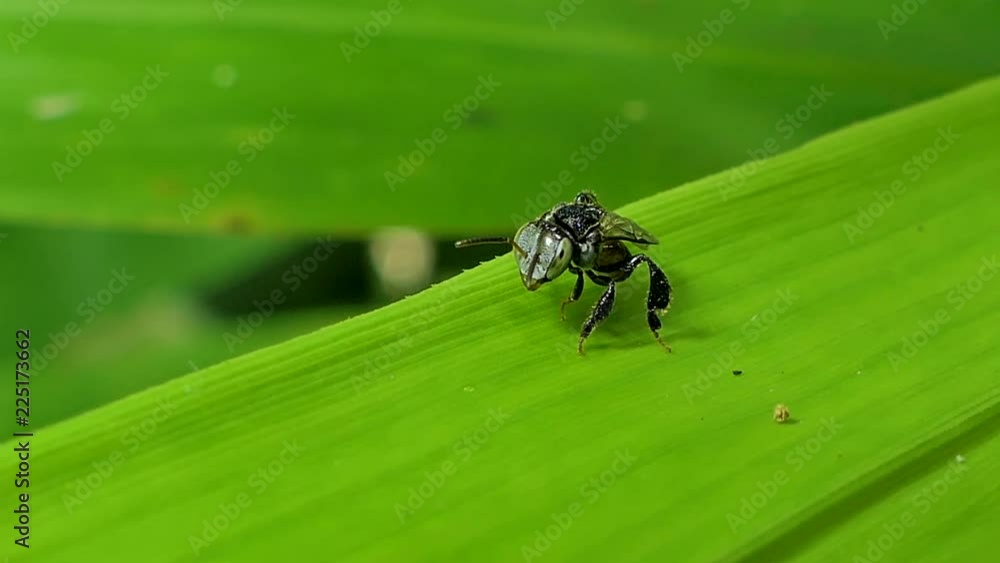 Little Bee (Apis Florea) on green leaf in tropical rain forest. Little Bee (Apis Florea) on green leaf in tropical rain forest.