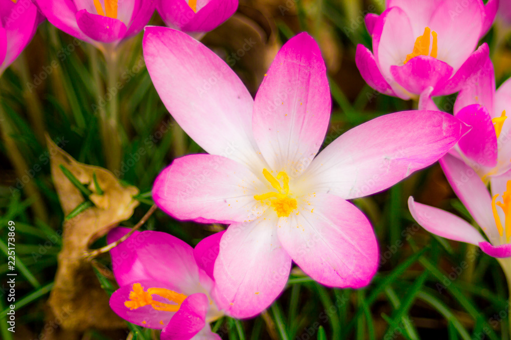 Crocus, plural crocuses or croci is a genus of flowering plants in the iris family. A single crocus, a bunch of crocuses, a meadow full of crocuses, close-up crocus Crocus, plural crocuses or croci is a genus of flowering plants in the iris family. A single crocus, a bunch of crocuses, a meadow full of crocuses, close-up crocus