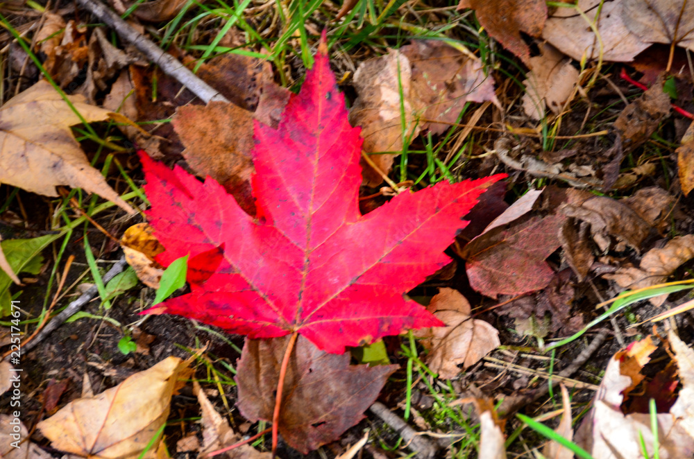 red maple leaf red maple leaf