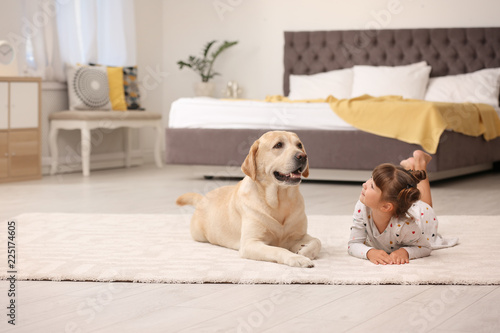 Adorable yellow labrador retriever and little girl at home