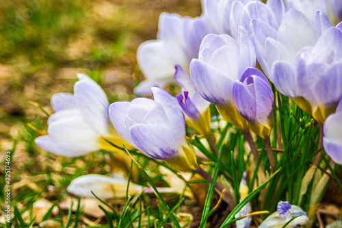 Billede på lærred Crocus, plural crocuses or croci is a genus of flowering plants in the iris family