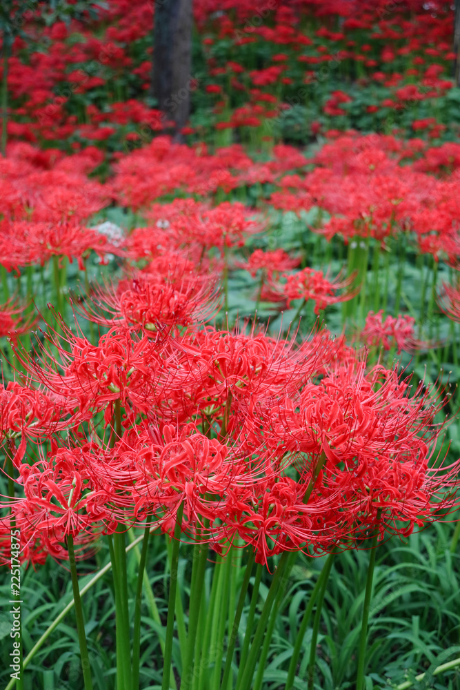 彼岸花　巾着田　埼玉県日高市