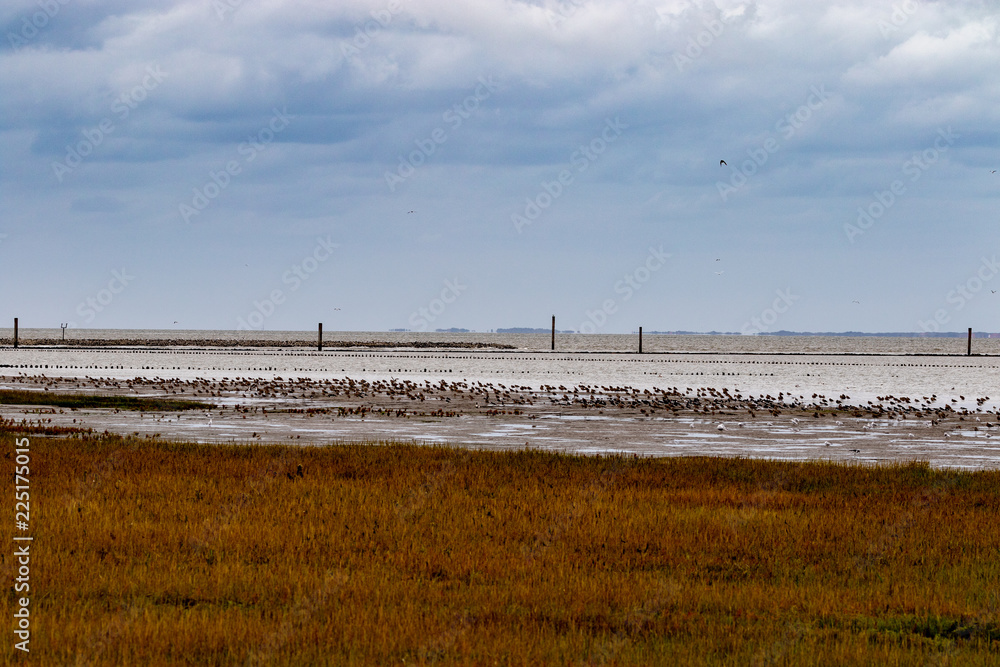 Fototapeta premium Coastline at the mudflats