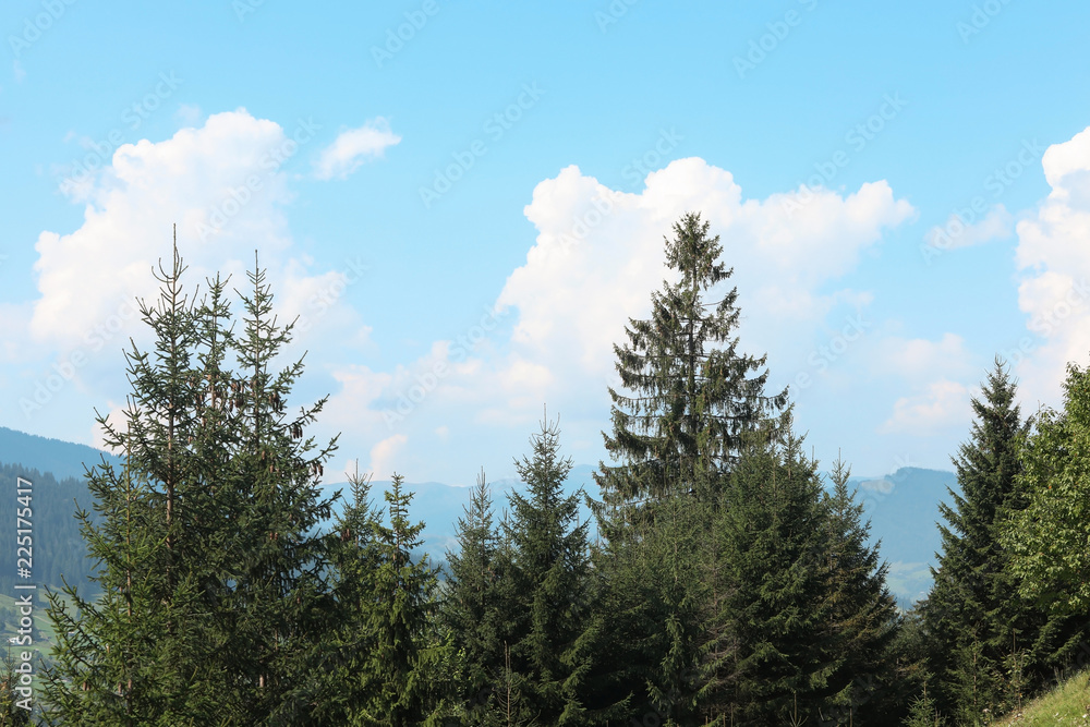 Picturesque view of evergreen forest on mountain slopes Picturesque view of evergreen forest on mountain slopes