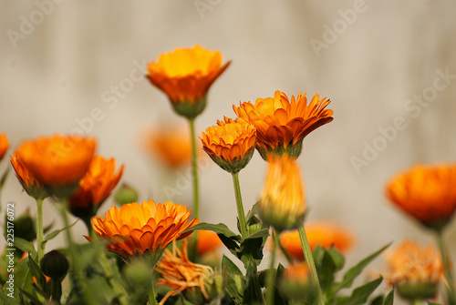 Beautiful orange calendula flowers in spring © nikidericks