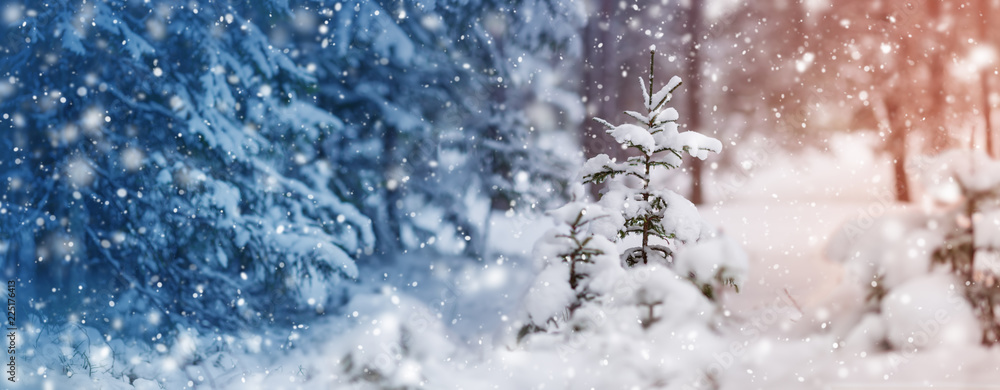 Beautiful tree in winter landscape in late evening in snowfall Beautiful tree in winter landscape in late evening in snowfall