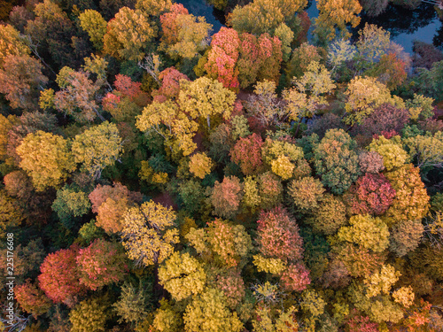 Aerial view of yellowish forest with some red trees in autumn