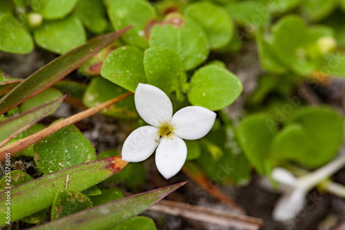 Roundleaf bluet blossoming along a dry hammock trail in the Lower Suwannee National Wildlife Reserve photo