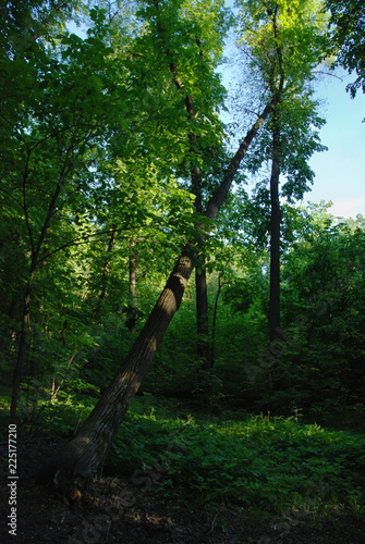 piece of old forest with broken tree and blue sky
