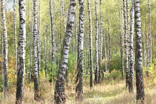 Fototapeta Naklejka Na Ścianę i Meble -  Beautiful birch trees with white birch bark in birch grove with green birch leaves