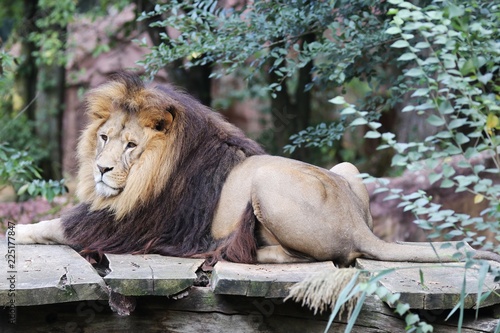 Fototapeta Naklejka Na Ścianę i Meble -  Beautiful Lion  