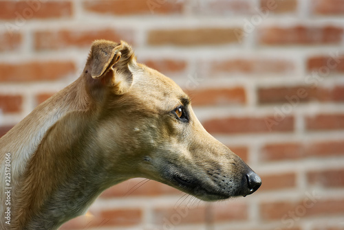 Portrait of a brown greyhound outdoor in spring