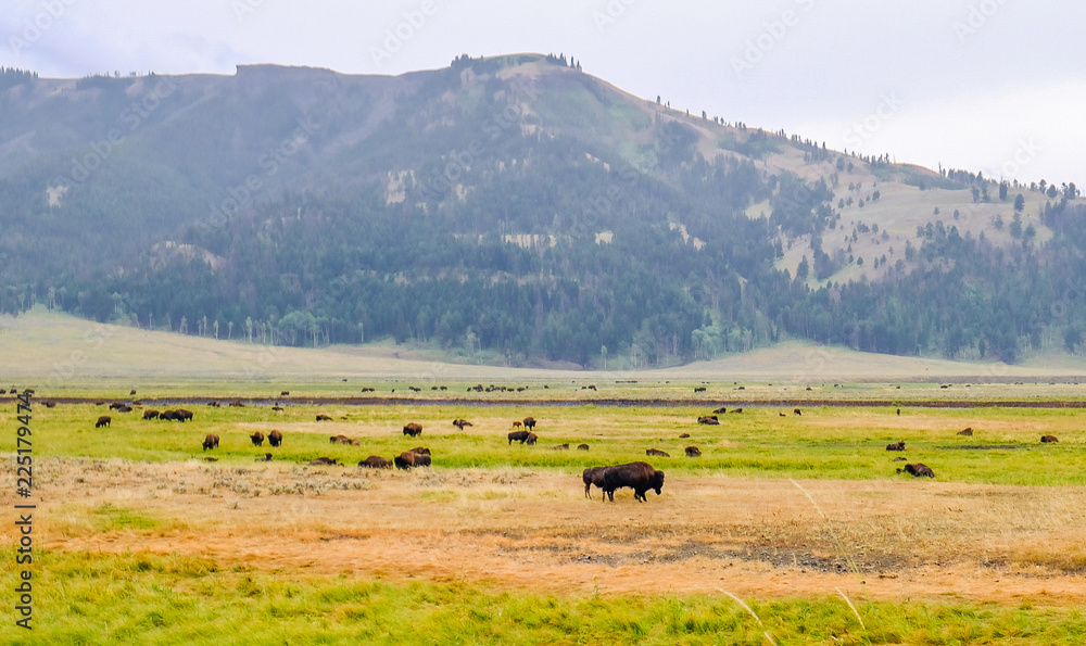 Obraz premium Bisons in Yellowstone