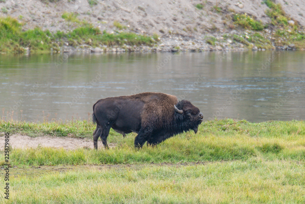 Bison of Yellowstone Bison of Yellowstone