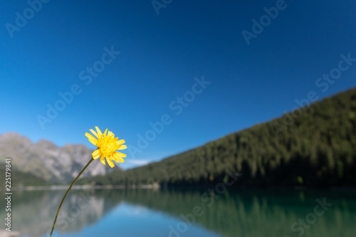 Gelber Löwenzahn mit idyllischer Landschaft - Bergsee