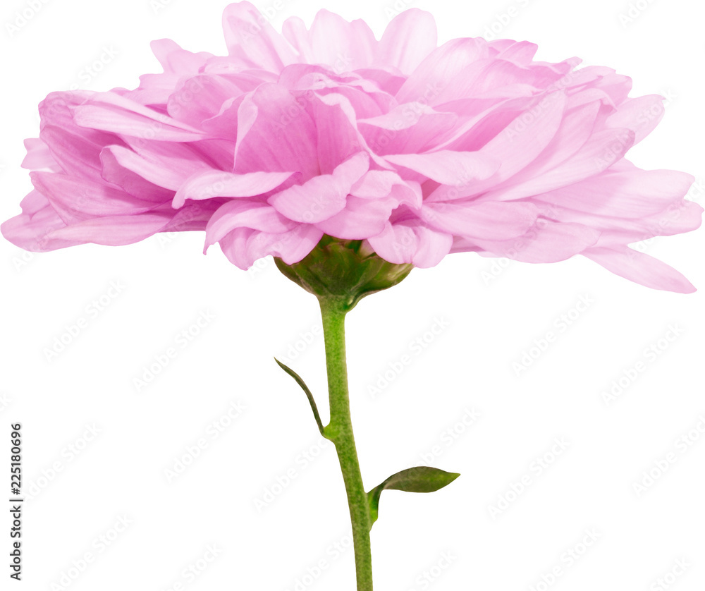 Isolated flowers of pink chrysanthemum on a white background