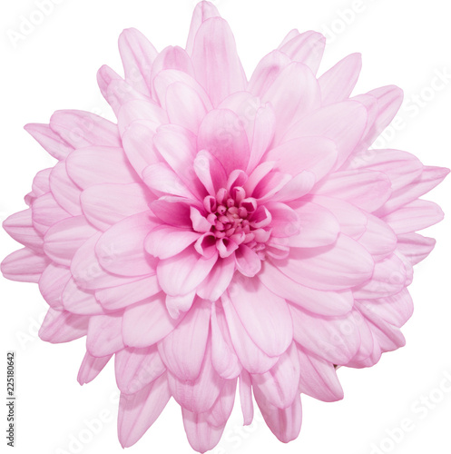 Isolated flowers of pink chrysanthemum on a white background