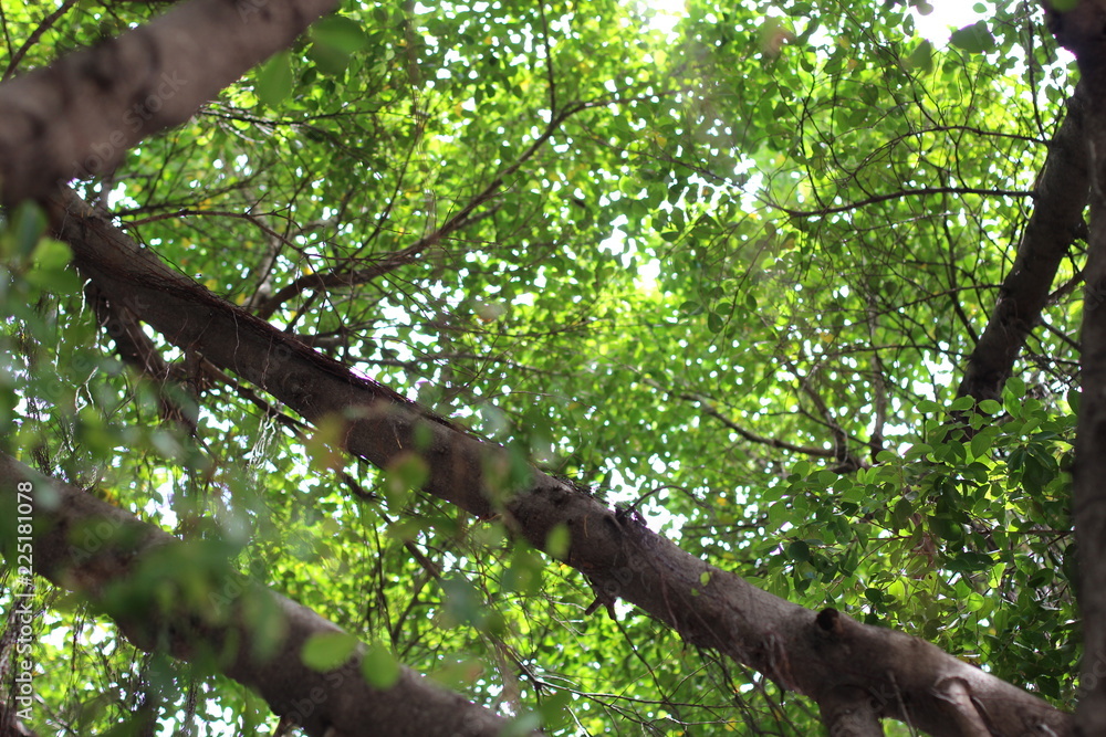 Obraz premium banyan tree