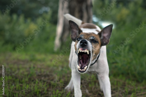 A pedigree fox terrier dog grins his teeth, an angry dog