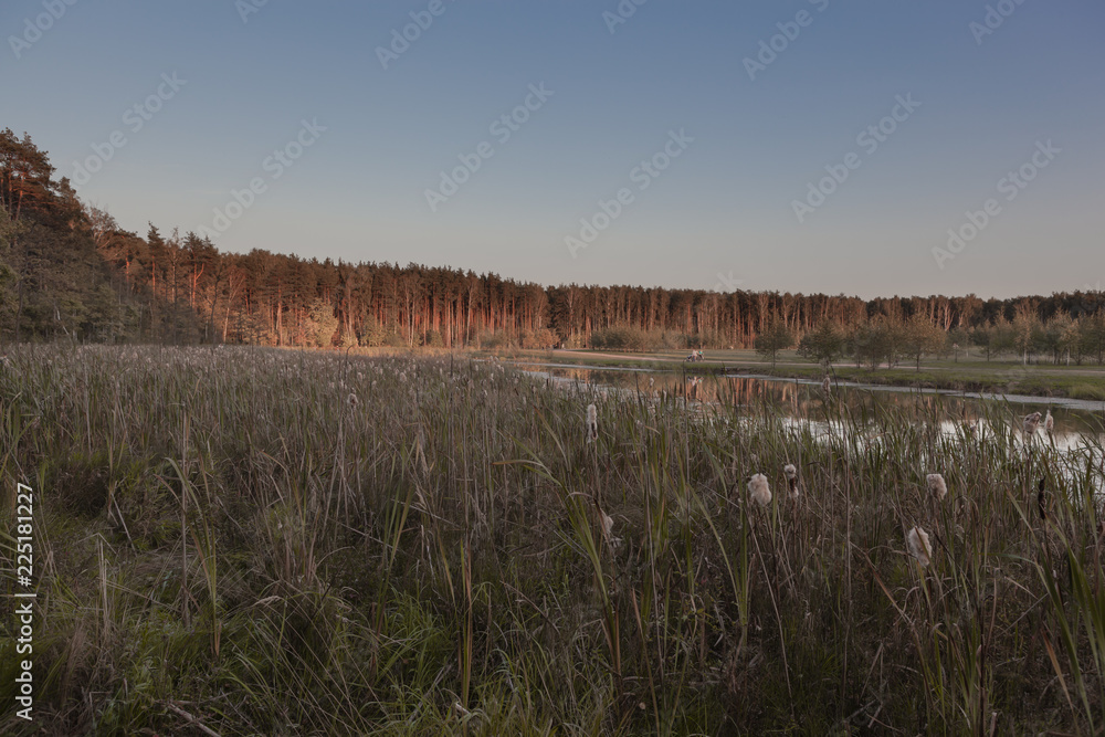 A view of the wide path that runs along the bank of the lake to the forest that illuminated by the light of the setting sun, from the another bank of the lake, covered with the reeds.