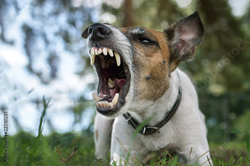 Fototapeta Naklejka Na Ścianę i Meble -  Aggressive dog, fox terrier with a grin, barks