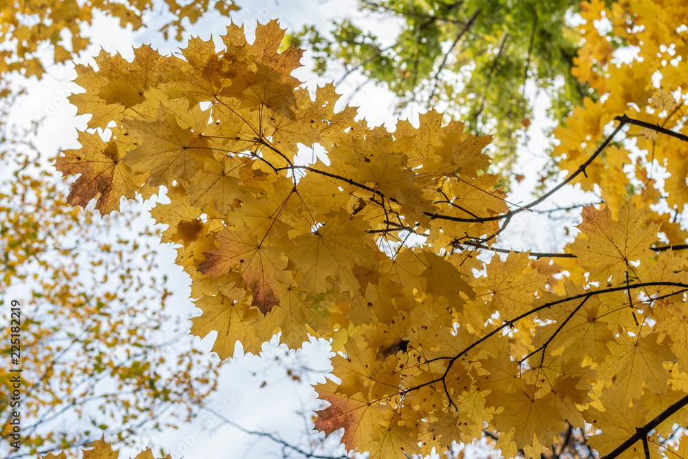 autumn leaves against blue sky autumn leaves against blue sky