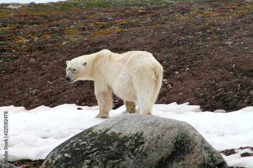 polar bear