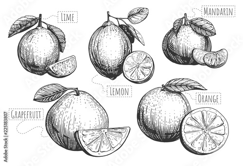 citrus fruits set