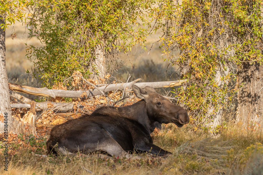 Cow Shiras Moose in Fall Cow Shiras Moose in Fall