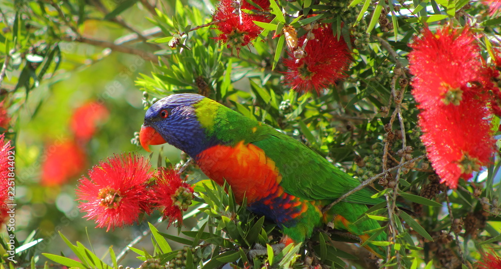 Rainbow Lorikeet Rainbow Lorikeet