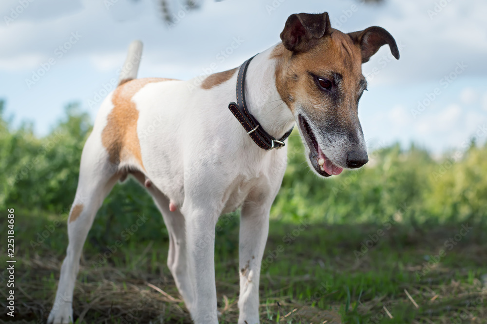Pedigree dog, fox terrier for a walk outdoors