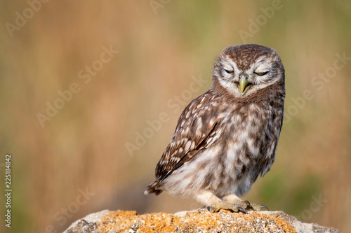 Young Little owl (Athene noctua) sitting on a stone with its beak ajar