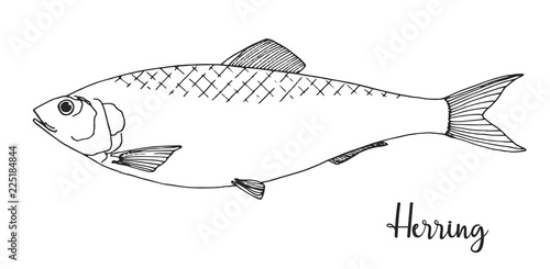 Hand drawn herring. Vector illustration in sketch style.